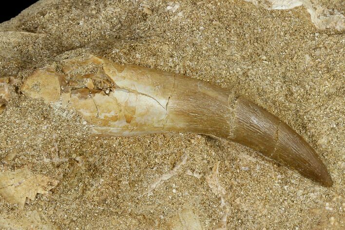 Fossil Plesiosaur (Zarafasaura) Tooth - Morocco #116938